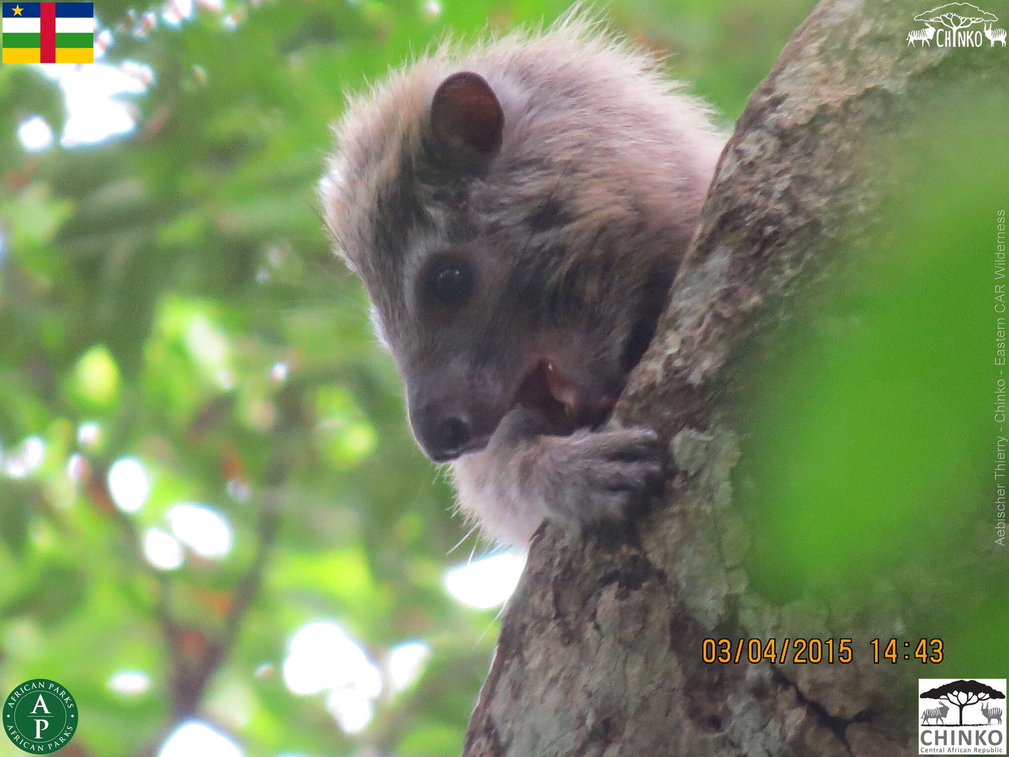 Image of Tree hyrax