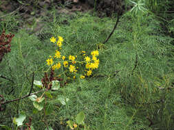 Image de Sonchus leptocephalus Cass.