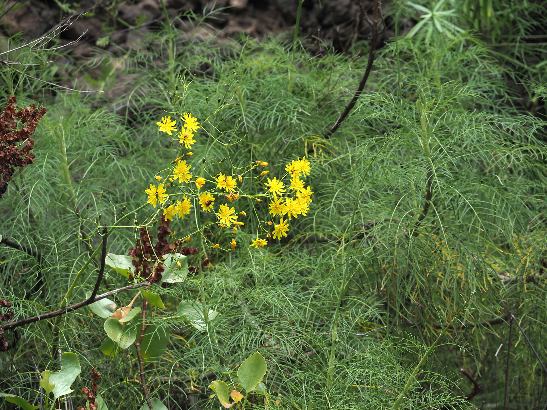 Image of Sonchus leptocephalus Cass.