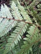 Image of Tree Fern Golden