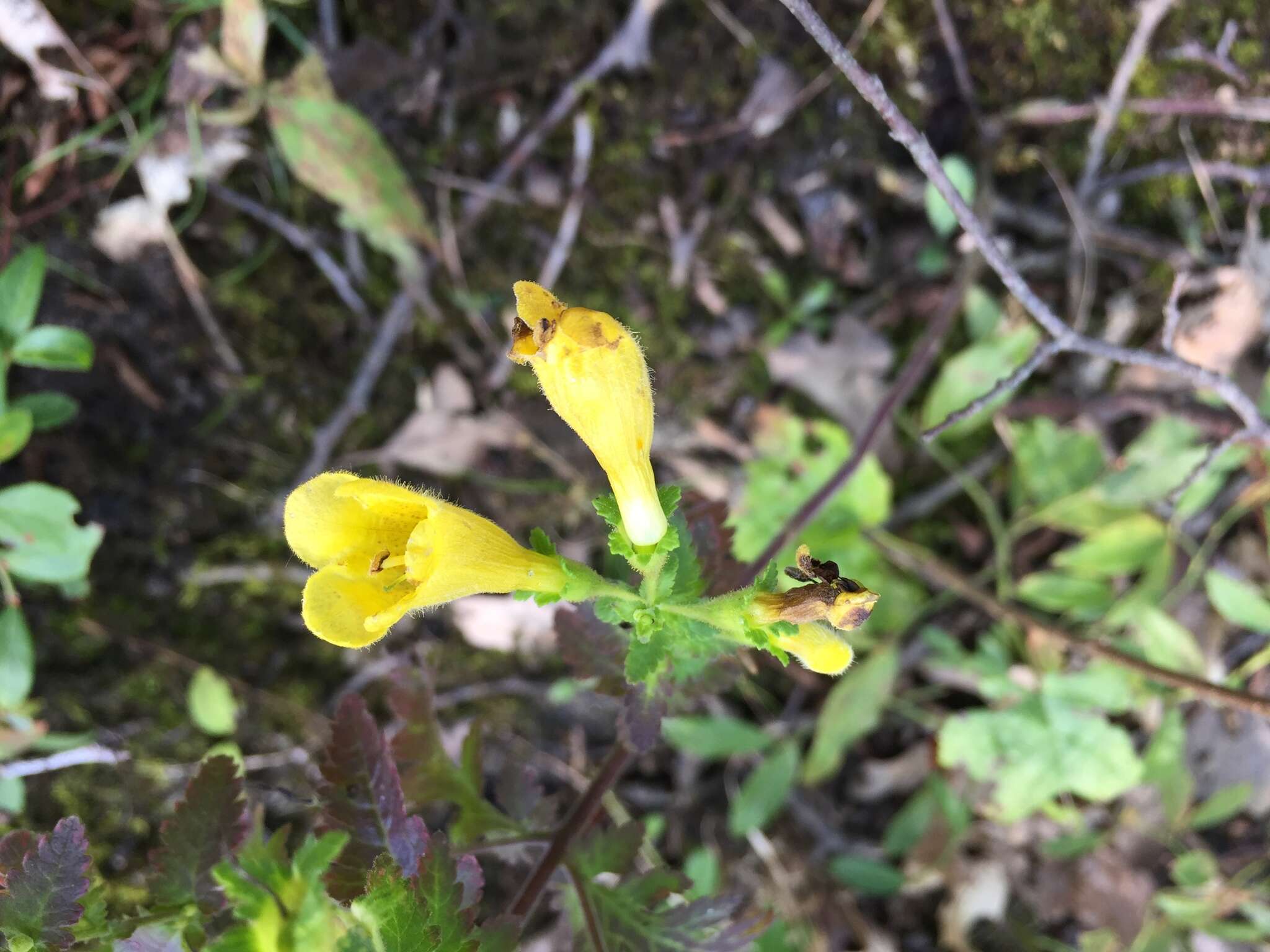 Aureolaria pedicularia (L.) Raf. ex Pennell resmi