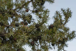 Image of Large-fruited Juniper