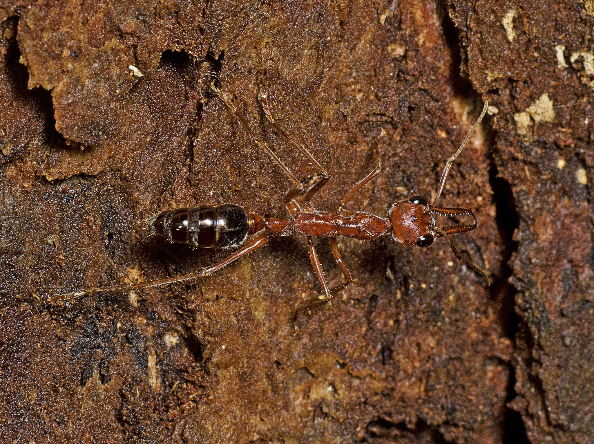 صورة Myrmecia brevinoda Forel 1910