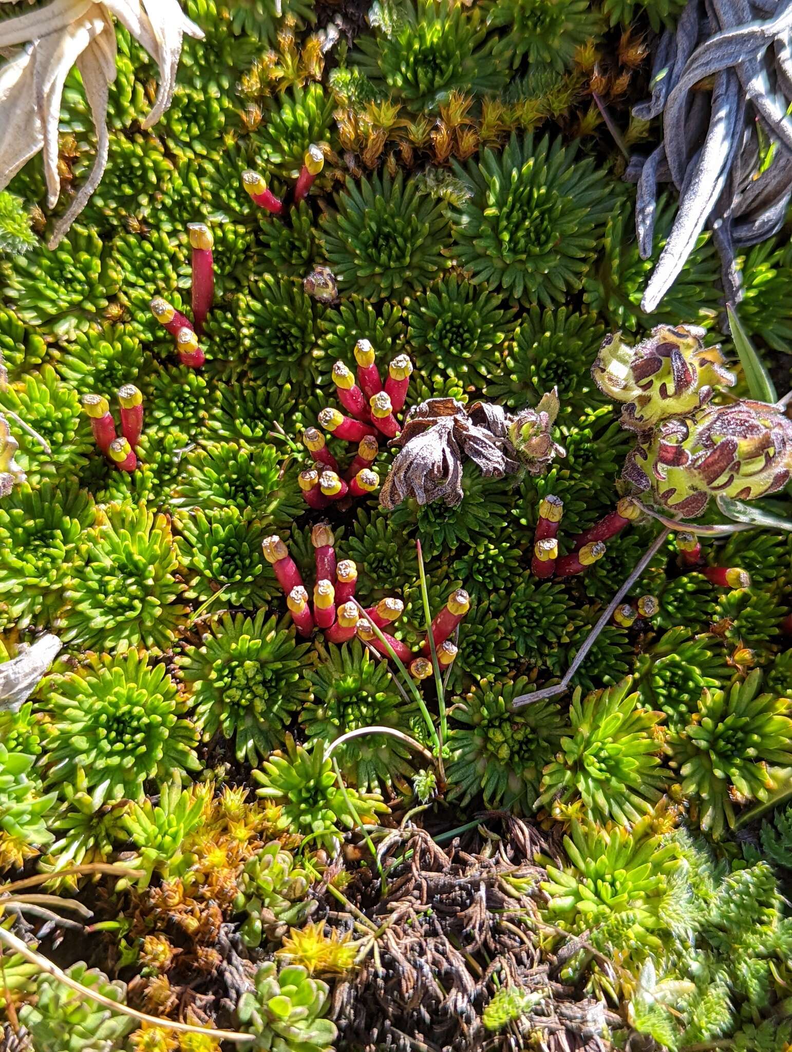 Imagem de Azorella corymbosa (Ruiz & Pav.) Pers.