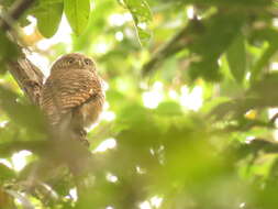 Image of Asian Barred Owlet