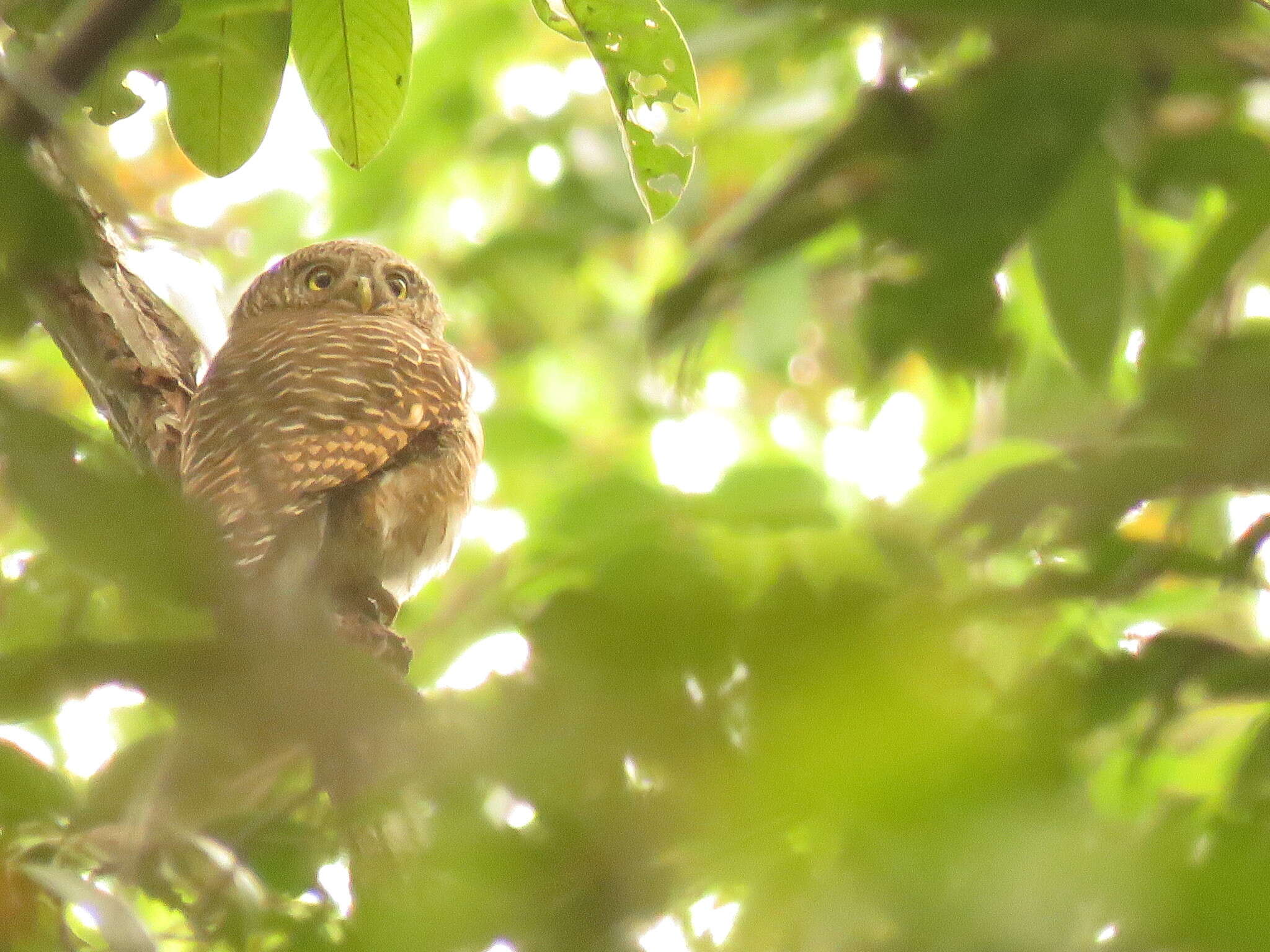 Image of Asian Barred Owlet