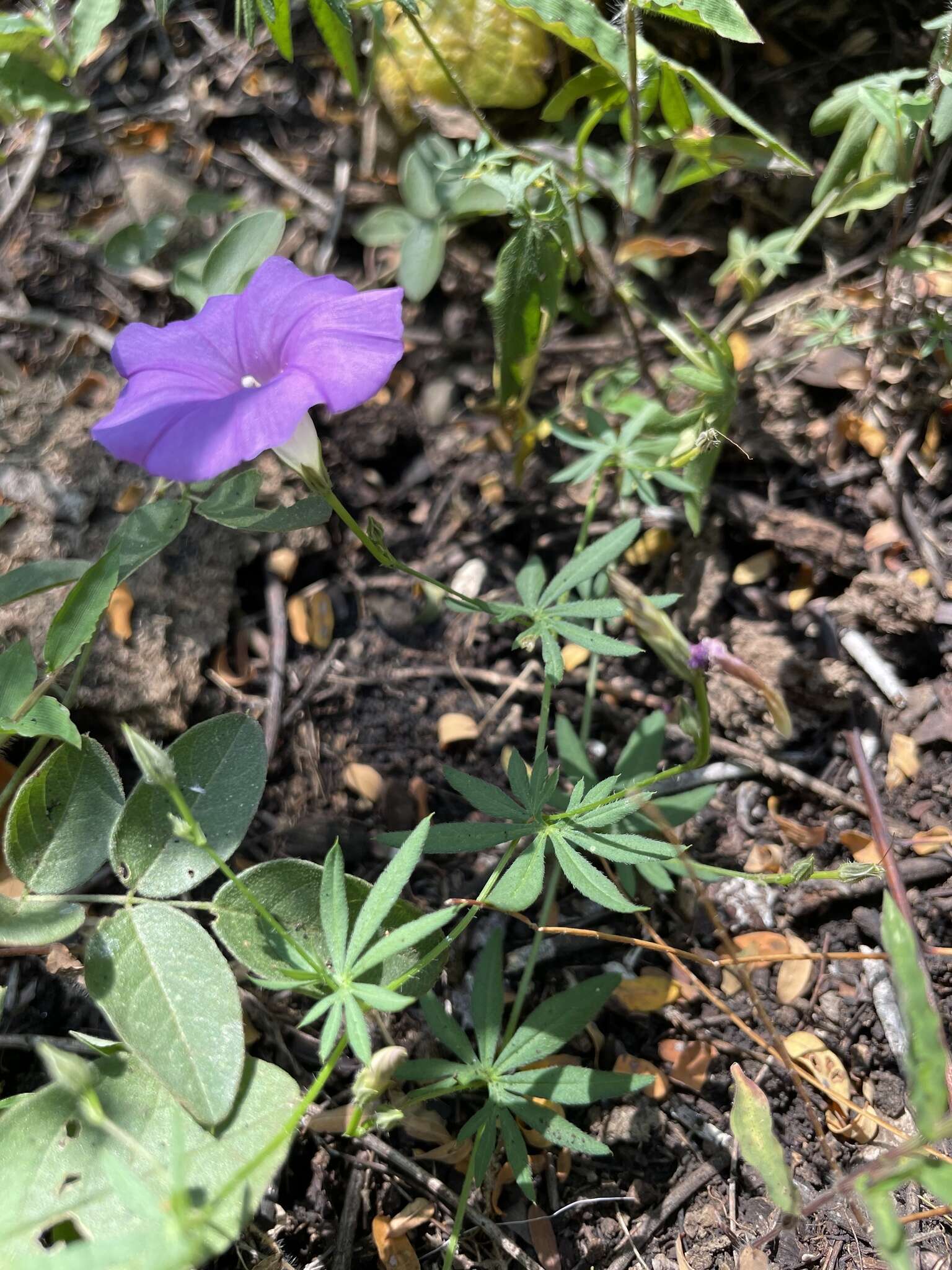 Sivun <i>Ipomoea <i>ternifolia</i></i> var. ternifolia kuva