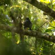 Image of Banggai Crow