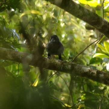 Image of Banggai Crow