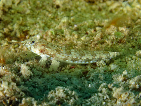 Image of Goram dragonet