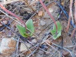 Image of Ledebouria ovalifolia (Schrad.) Jessop