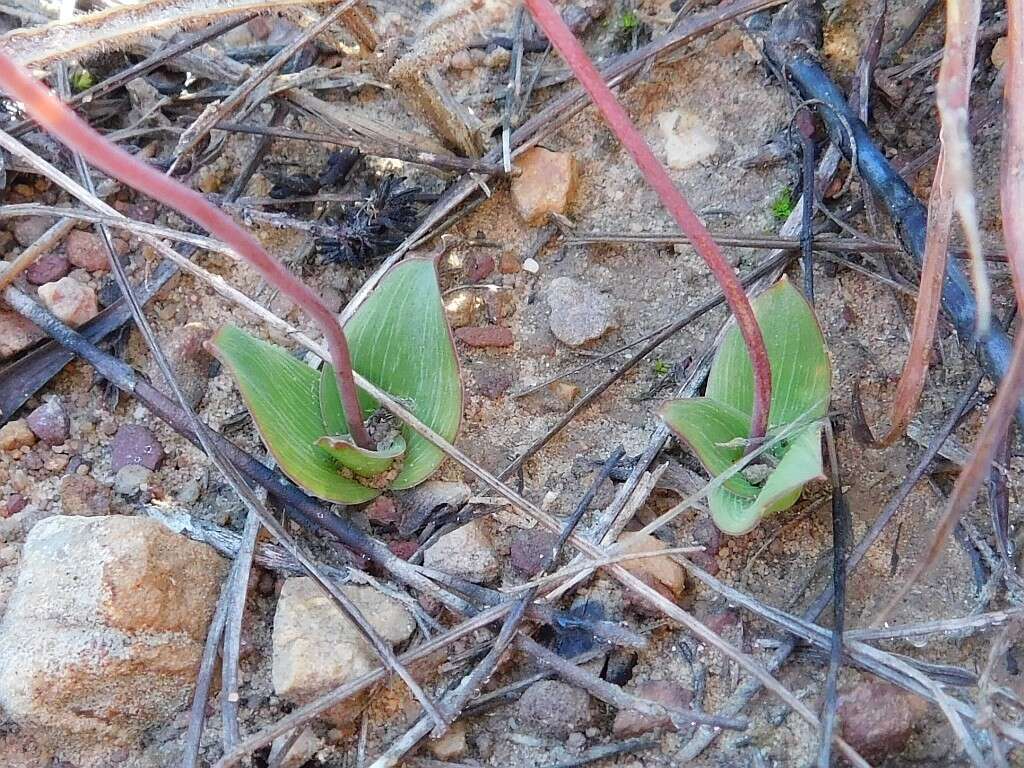 Image of Ledebouria ovalifolia (Schrad.) Jessop