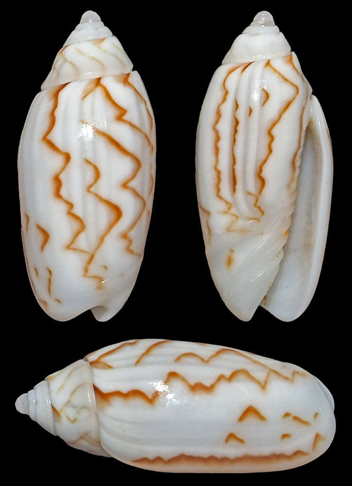 Image of Oliva panniculata Duclos 1835