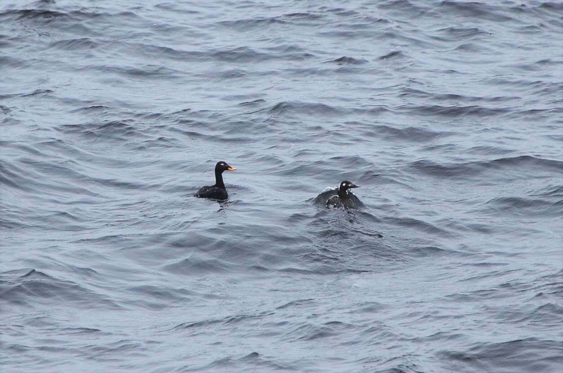 Image of Velvet Scoter