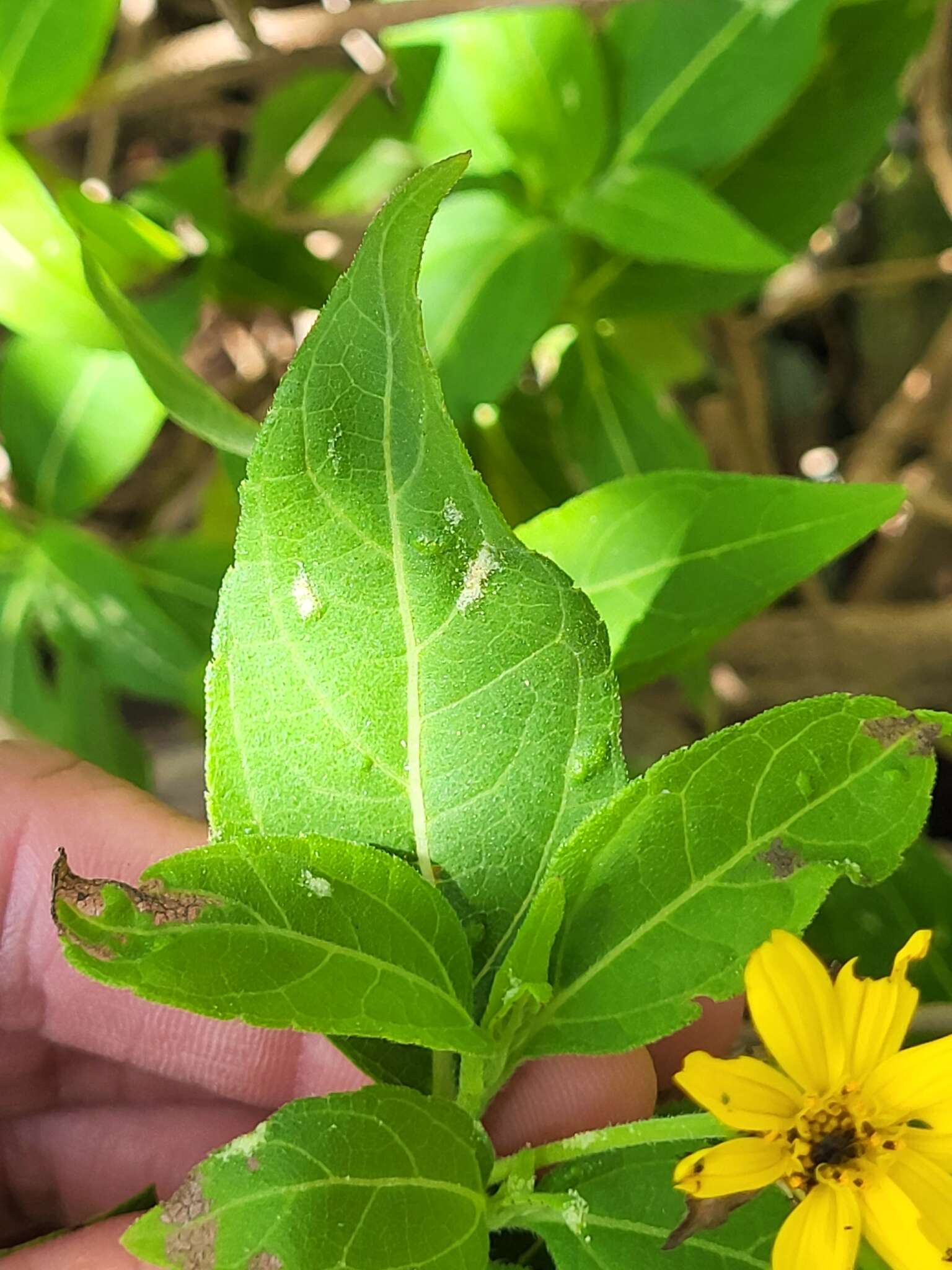 Sivun Wedelia calycina Spreng. kuva