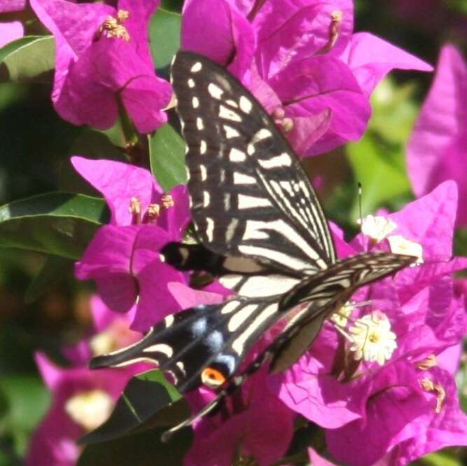 Papilio xuthus Linnaeus 1767 resmi