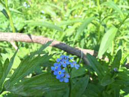 Image of true forget-me-not