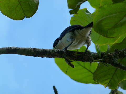 Image of White-mantled Barbet