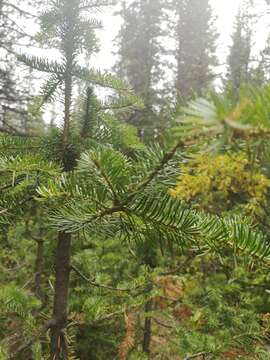 Image of subalpine fir