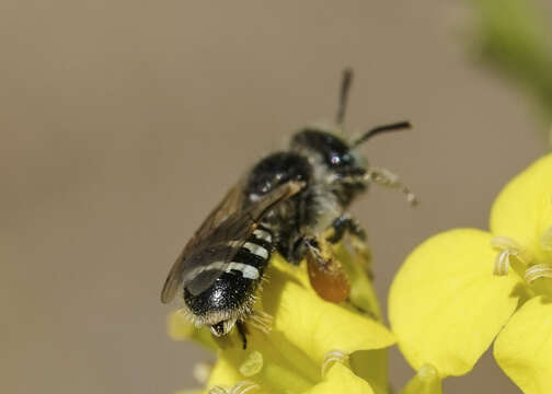 Image of Calliopsis personata Cockerell 1897