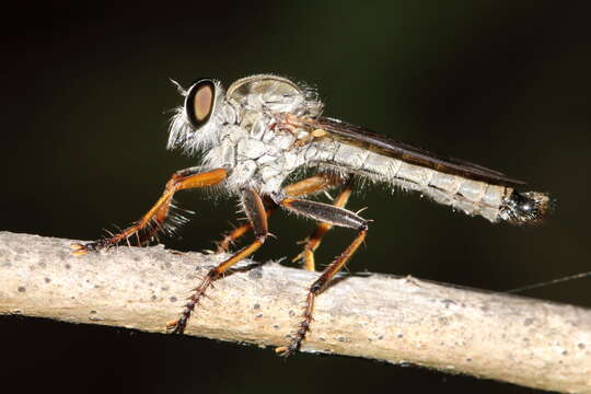 Imagem de <i>Aneomochtherus flavipes</i>