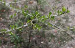 Image of Vasey's wild lime