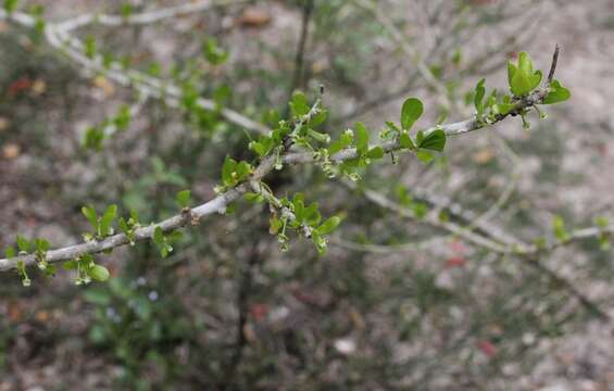 Image of Vasey's wild lime