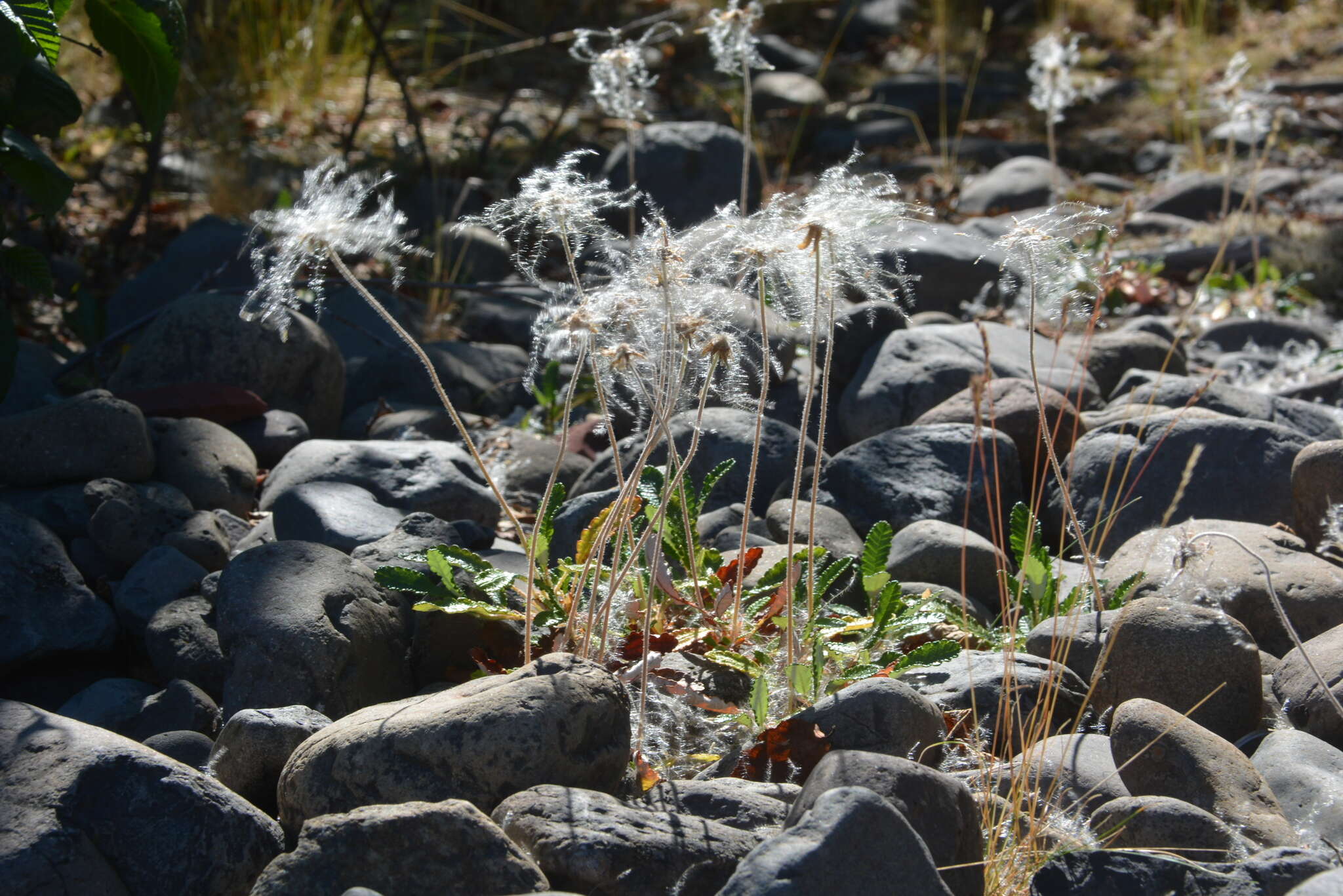 صورة Dryas grandis Juz.