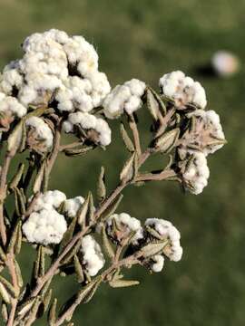 Image of Phylica diffusa var. diffusa