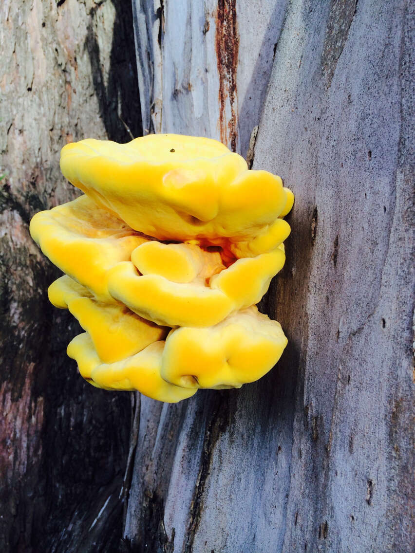 Image of Laetiporus gilbertsonii Burds. 2001