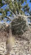 Image of Navajo Bridge pricklypear