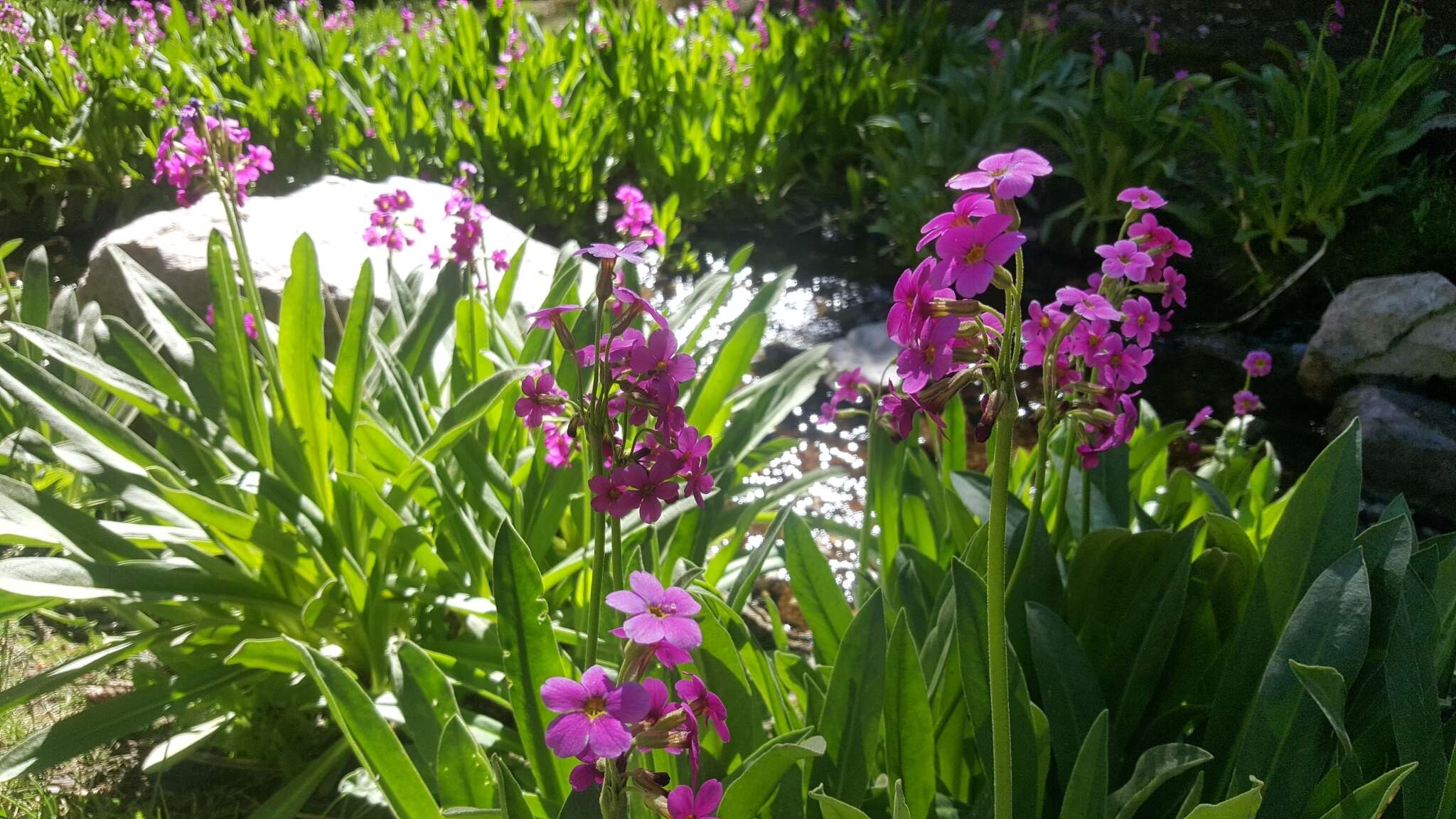 Primula parryi A. Gray resmi