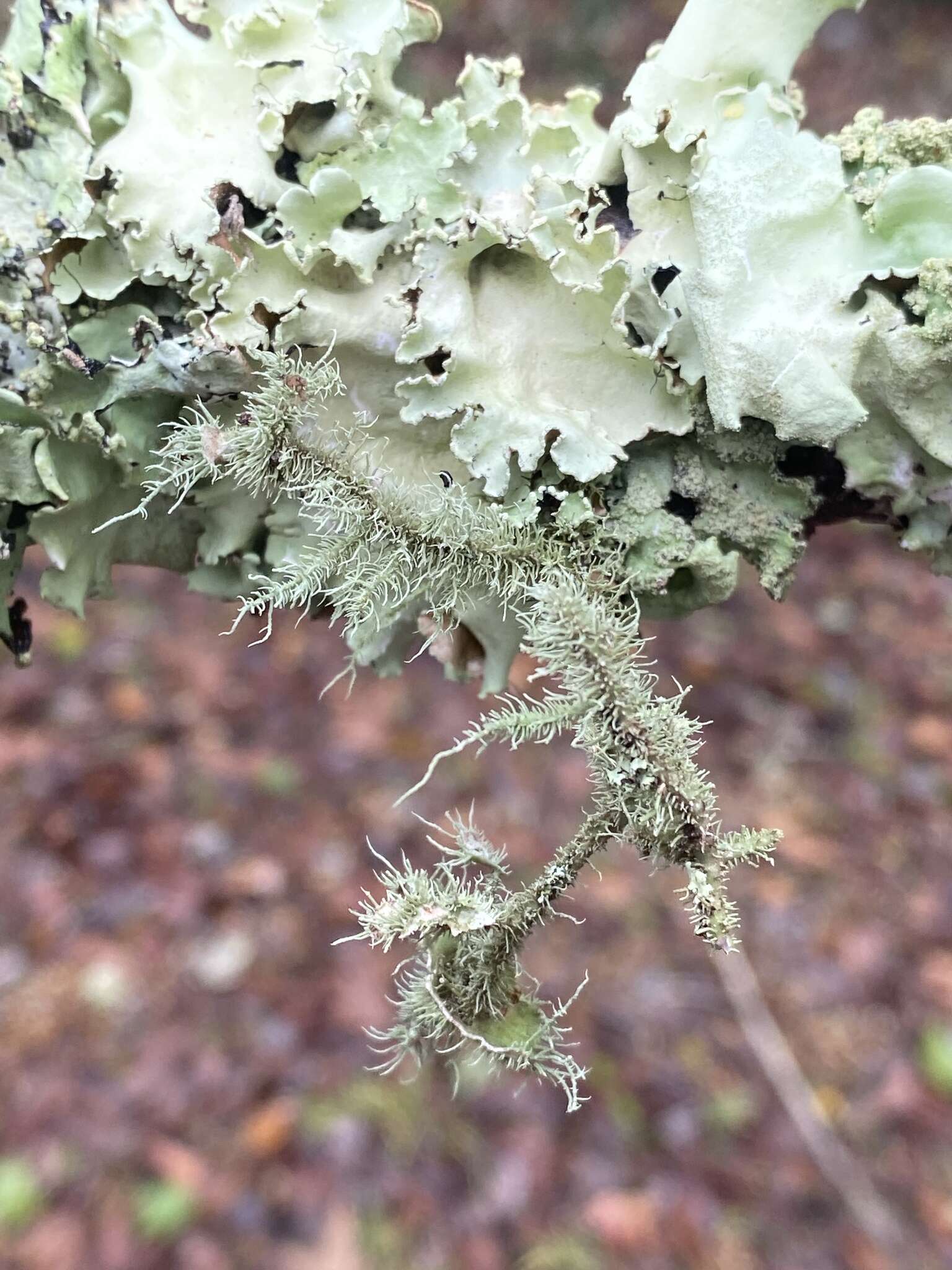 Image of <i>Usnea evansii</i>