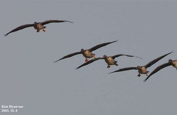 Image of Bean Goose