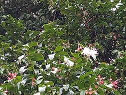 Image of Syzygium tripinnatum (Blanco) Merr.