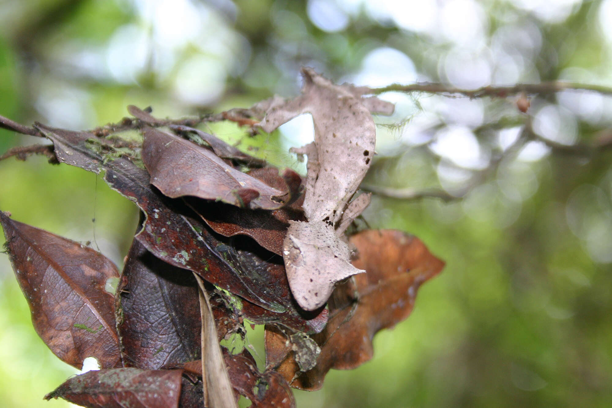 Слика од Uroplatus phantasticus (Boulenger 1888)