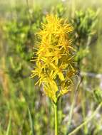 Image of yellow asphodel