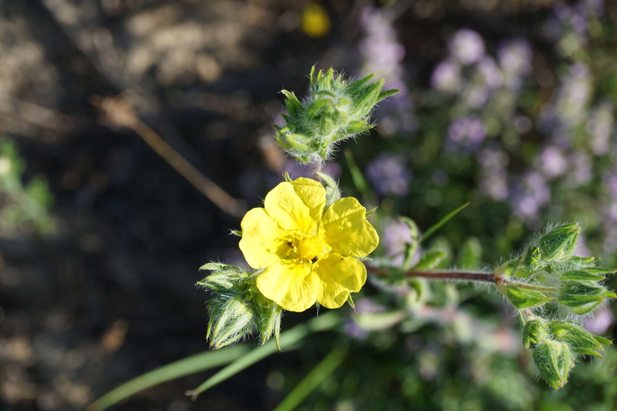 Слика од Potentilla pedata Willd.