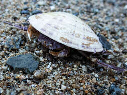 Image of Granulated mask crab