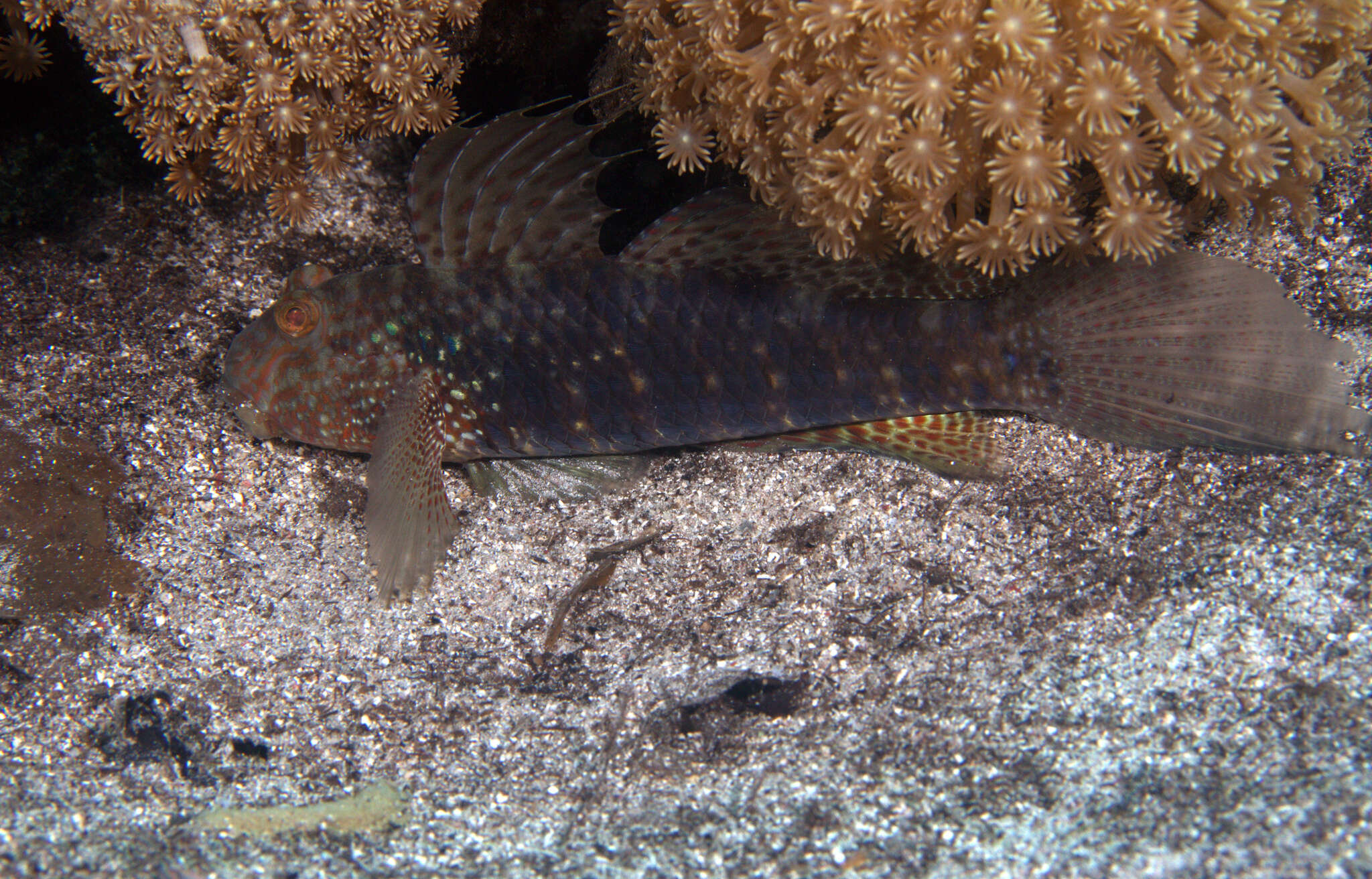 Image of Beautiful goby