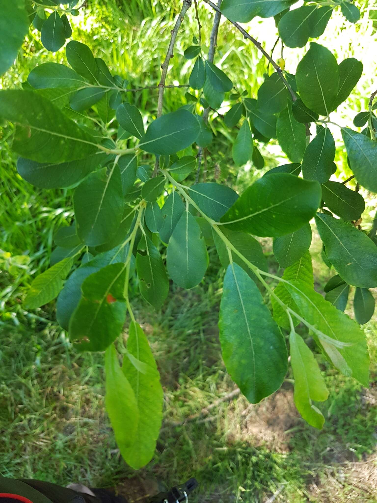 Image de Salix atrocinerea Brot.