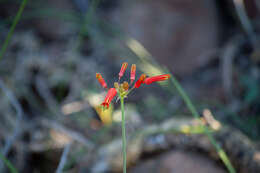 Image of Bessera tenuiflora (Greene) J. F. Macbr.