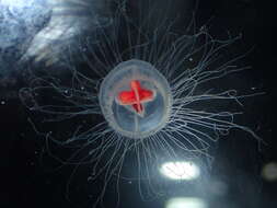 صورة Turritopsis rubra (Farquhar 1895)