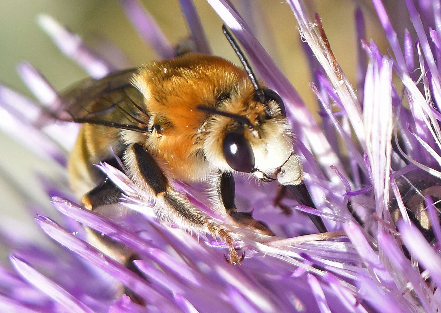 Anthophora occidentalis Cresson 1869的圖片