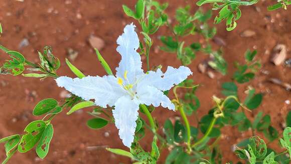 Image of Bauhinia petersiana Bolle