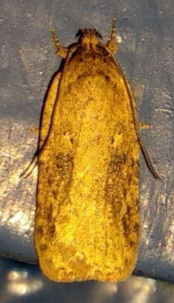 Image de Agonopterix pulvipennella Clemens 1864