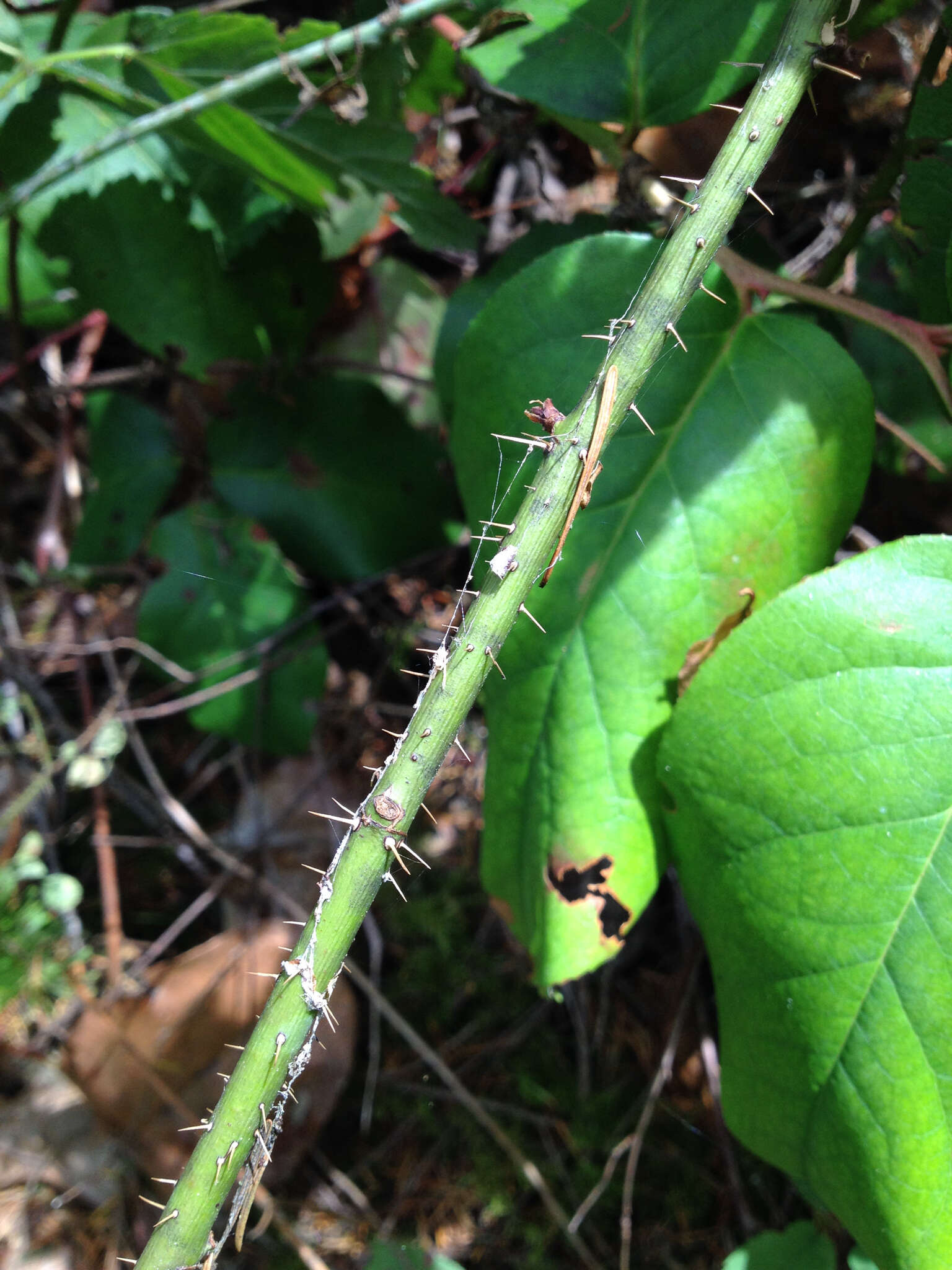 Imagem de Rosa gymnocarpa Nutt. ex Torr. & Gray