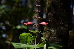 Image of Salvia karwinskii Benth.