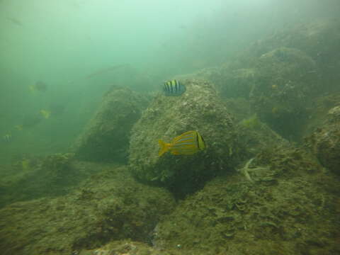 Image of Panama porkfish