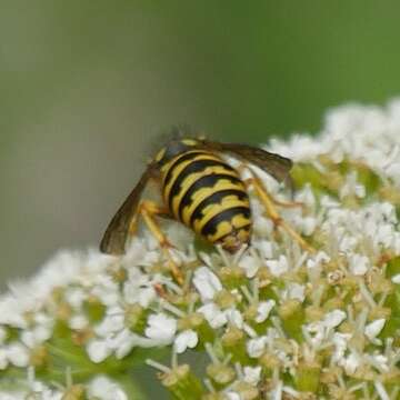 Image of Aerial yellowjacket